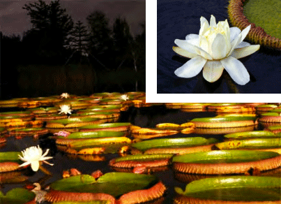 夜間開園、パラグアイオニバスの花の観賞会
