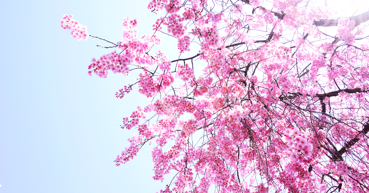 しだれ桜