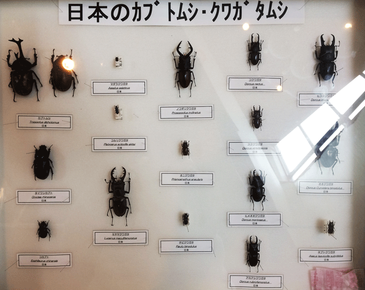日本のクワガタムシとカブトムシ