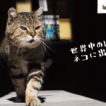 【とらねこ写真展 inイオンモール高岡】動物写真家 岩合光照(いわごうみつてる)による写真展のバナー