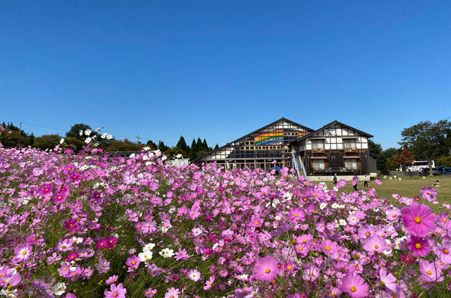 砺波市の夢の平スキー場で開催される「となみ夢の平コスモスウォッチング」のコスモス荘