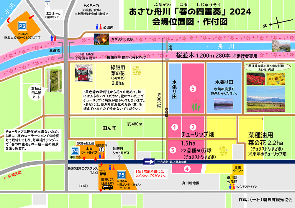 【あさひ舟川 春の四重奏2024】見頃や駐車場、アクセス【体験談】会場MAP