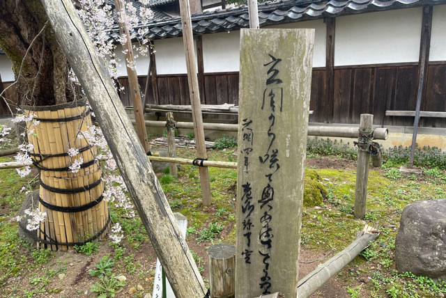 富山県南砺市城端別院善徳寺の枝垂れ桜の俳句