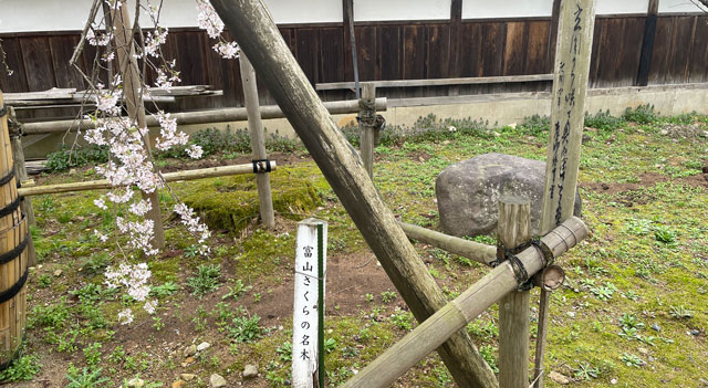 富山県南砺市城端別院善徳寺の枝垂れ桜「富山さくらの名木」
