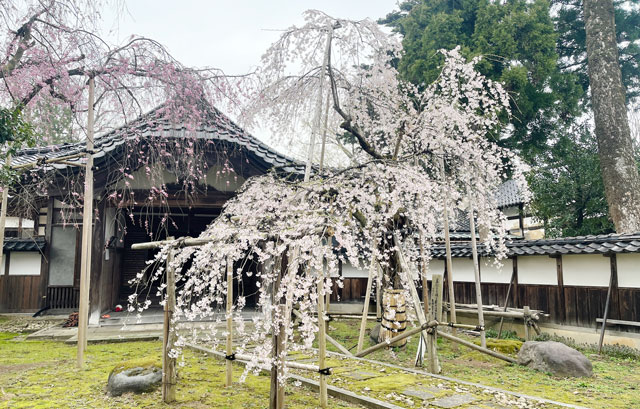 富山県南砺市城端別院善徳寺の枝垂れ桜