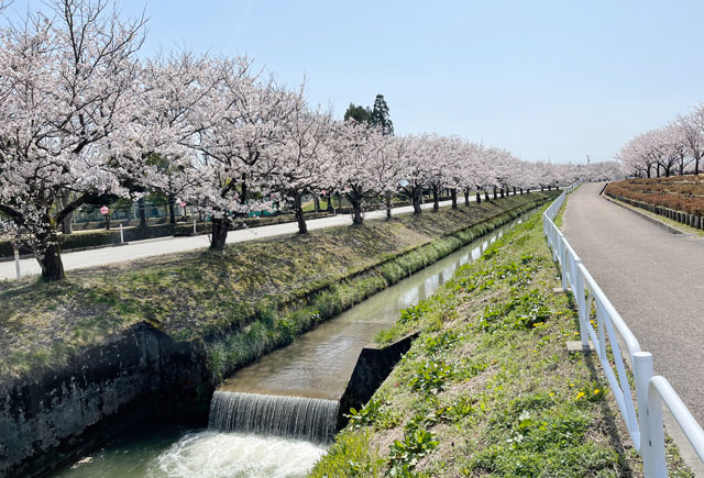 舟橋村の桜の花見スポット京坪川沿い