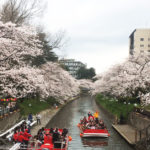 富山市松川沿いの桜と松川遊覧船