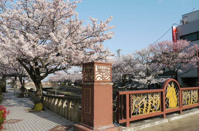 氷見市湊川の桜の花見