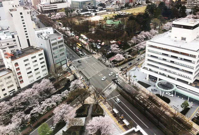 富山市松川べりの桜 おすすめ花見スポットと有料 無料駐車場情報 とやま暮らし