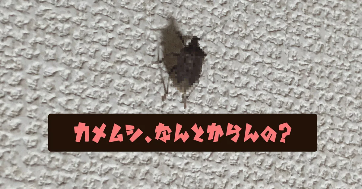 カメムシ大量発生 なぜ家の中に どこから侵入してくるの 駆除成功 富山暮らし