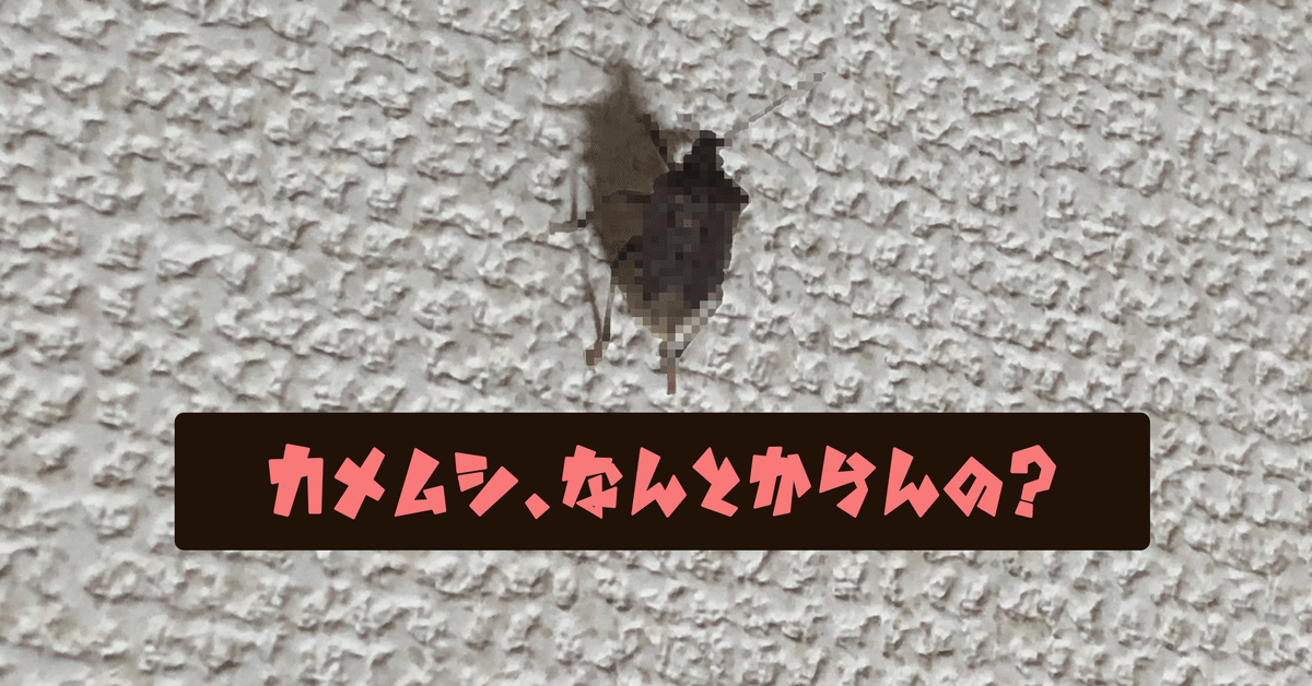 カメムシ大量発生!どこから侵入してくるの?臭くない駆除方法を考えてみた。