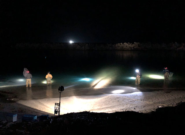 八重津浜のホタルイカすくいの明るいライト