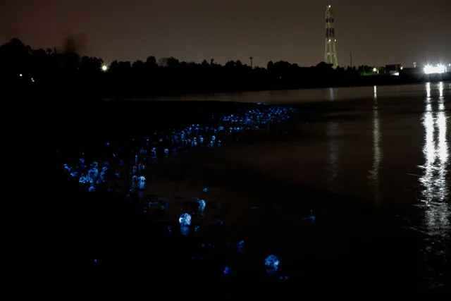 ホタルイカ身投げ情報21 富山の旬 時期 道具 場所 実体験 富山暮らし