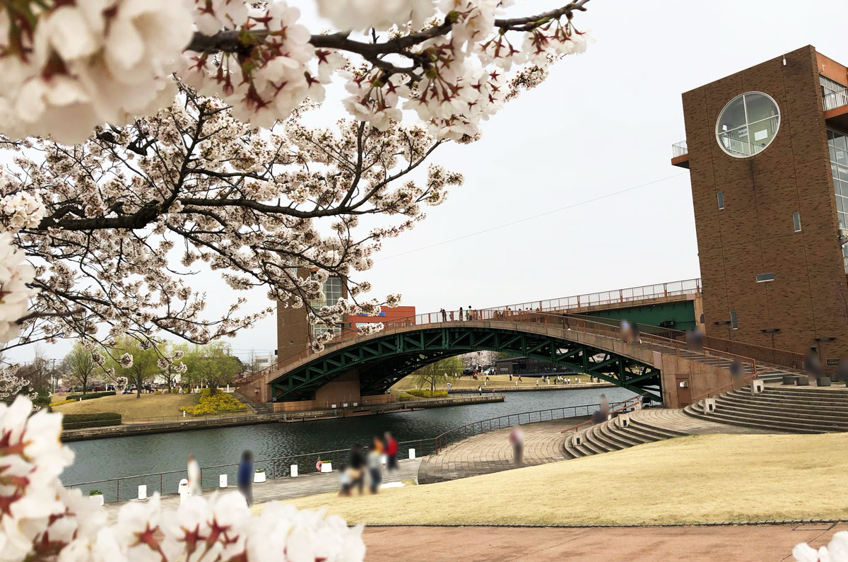 桜満開の富岩運河環水公園でお花見