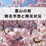【富山の桜 開花予想と開花状況】花見前に要チェック！効率的に満開を狙う方法☆