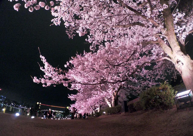 環水公園の夜桜ライトアップ】ロマンチックな花見！夜景