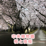 【富山県中央植物園の桜】花見にオススメ！昼の桜も夜桜ライトアップも綺麗すぎた☆