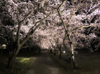 【富山県中央植物園の夜桜】期間限定ライトアップが綺麗すぎた!体験レポート☆デートにも最適!