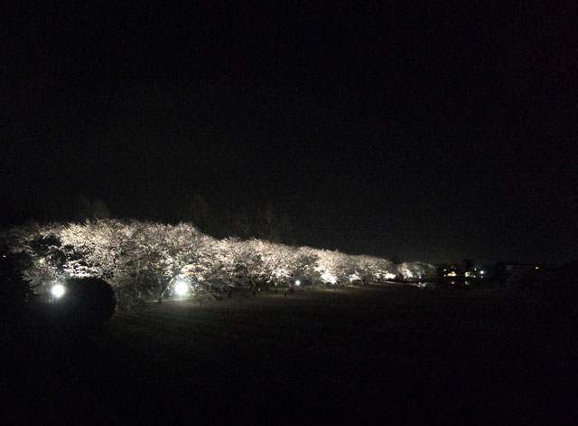 富山県中央植物園の夜桜ライトアップを高台から