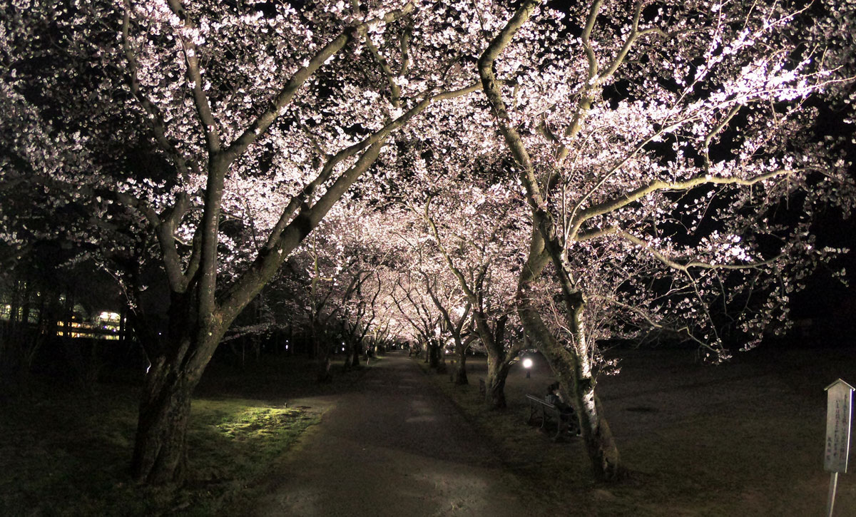 【富山県中央植物園の夜桜】期間限定ライトアップが綺麗すぎた！体験レポート☆デートにも最適！