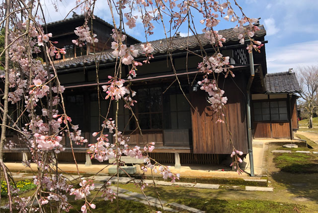 国登録有形文化財、富山県民会館分館「豪農の館 内山邸」 のしだれ桜と黒い建物