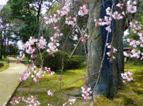 国登録有形文化財、富山県民会館分館「豪農の館 内山邸」 のしだれた桜の花