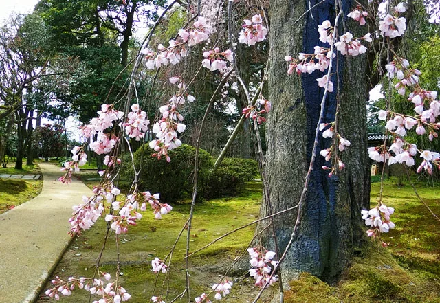 国登録有形文化財、富山県民会館分館「豪農の館 内山邸」 のしだれた桜の花