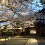 内山邸ソメイヨシノの夜桜ライトアップの花見
