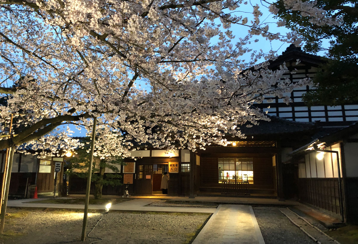 内山邸ソメイヨシノの夜桜ライトアップの花見