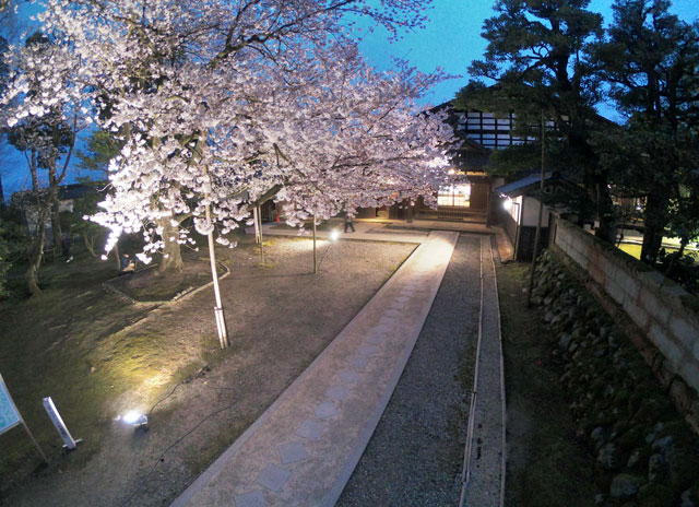 国登録有形文化財、富山県民会館分館「豪農の館 内山邸」 の桜ソメイヨシノ俯瞰