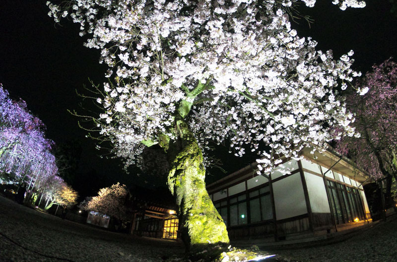 富山県護国神社の社務所と夜桜