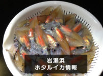 【岩瀬浜のホタルイカ身投げ情報】駐車場や混み具合などまとめ!
