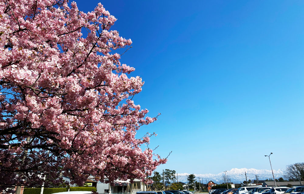 日本一早く咲く富山県富山市海岸通の三菱レイヨンの河津桜と立山連峰