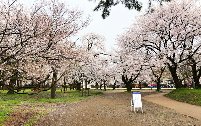 高岡古城公園の桜並木と散った花びら