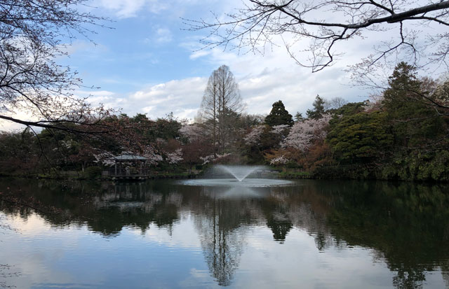 高岡古城公園の噴水と桜
