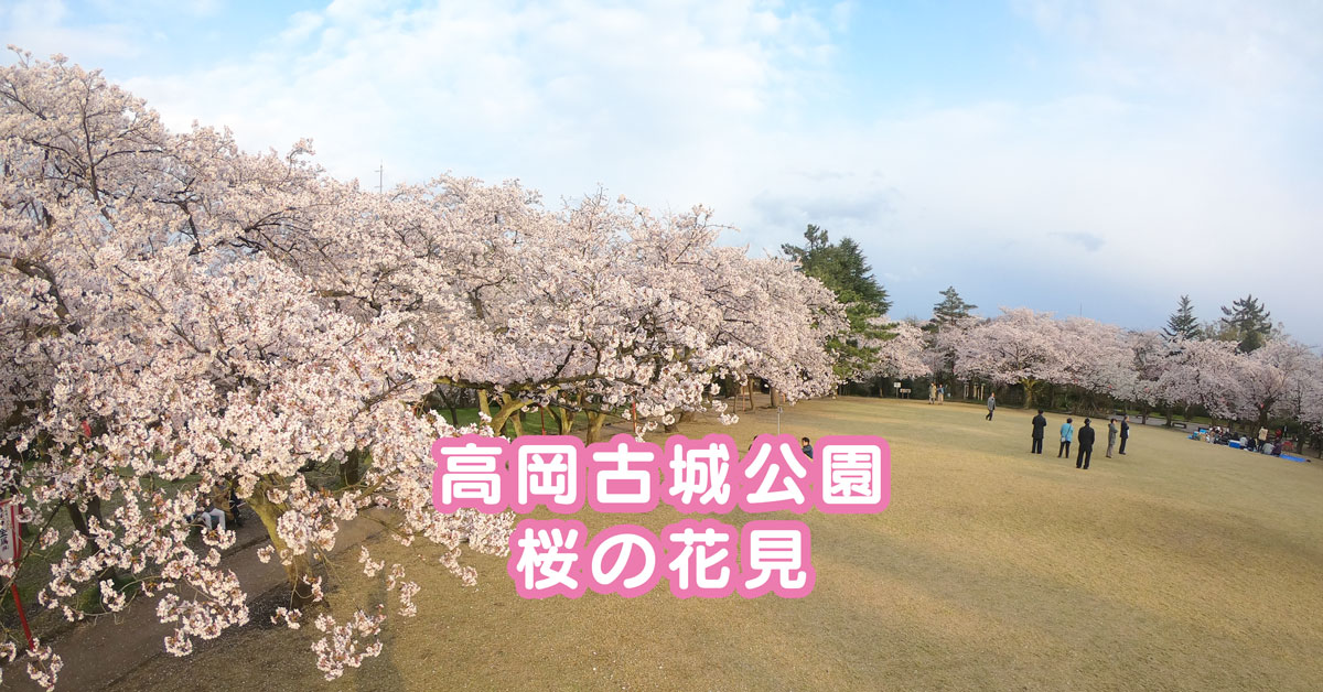 【高岡古城公園の桜】さくら名所100選☆花見と散歩にオススメ！