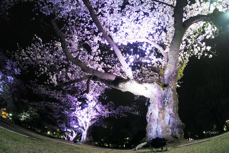富山さくらの名所70選、富山県富山市五福公園の夜桜ライトアップ