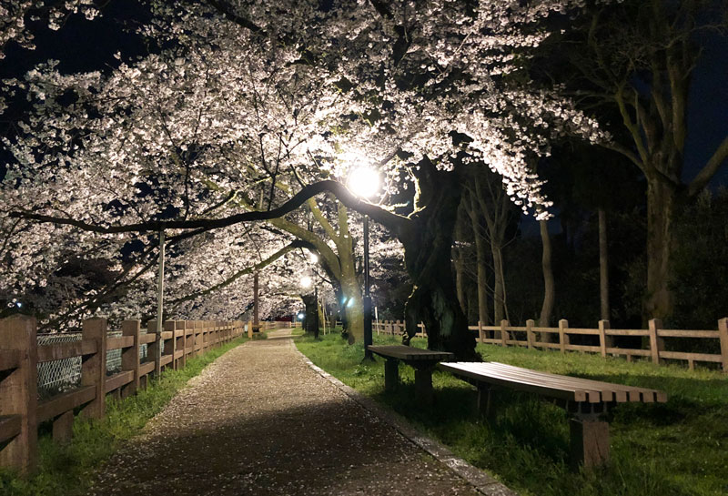 松川べり磯部堤の夜桜とベンチ