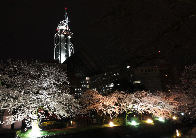 富山市の松川べりの夜桜ライトアップと富山市役所