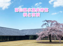 【富山県水墨美術館の桜】芝生広場に1本のシダレザクラの存在感！夜桜ライトアップも。