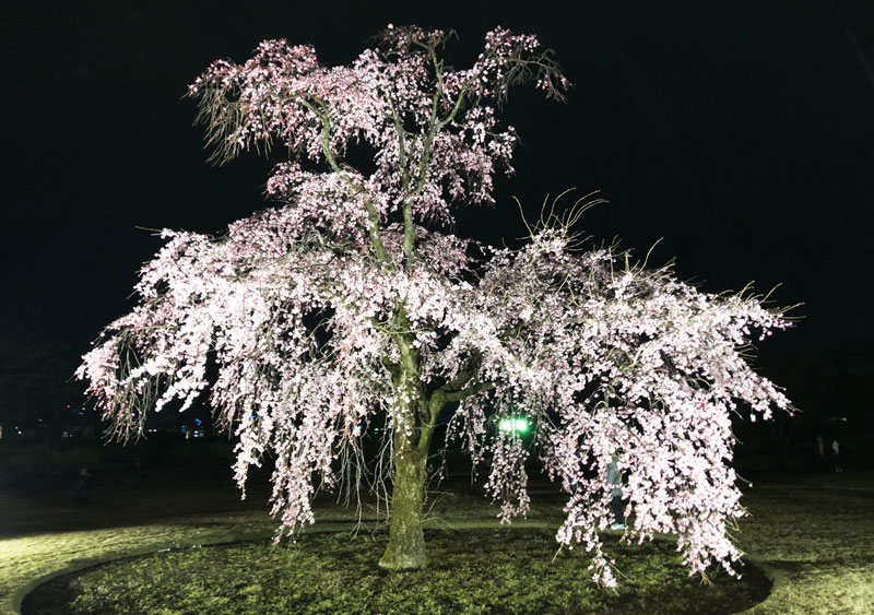 富山市五福の富山県水墨美術館のベニシダレザクラの夜桜ライトアップ(近距離)