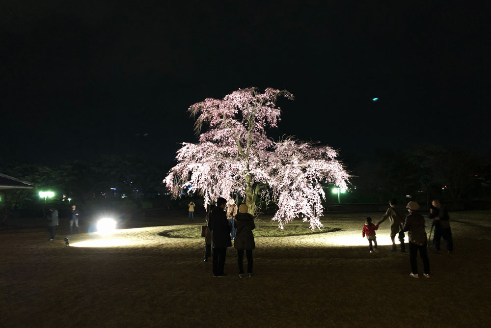 富山市五福の富山県水墨美術館のベニシダレザクラの夜桜ライトアップ