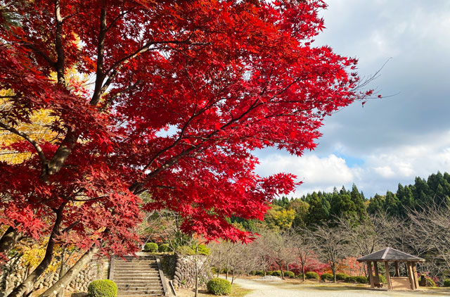 富山市旧大沢野の新緑と紅葉の名所「寺家公園」の広場の真っ赤な紅葉