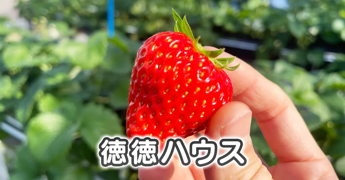 【徳徳ハウス】富山市まちなかでイチゴ狩りしてきた【料金＆アクセス】