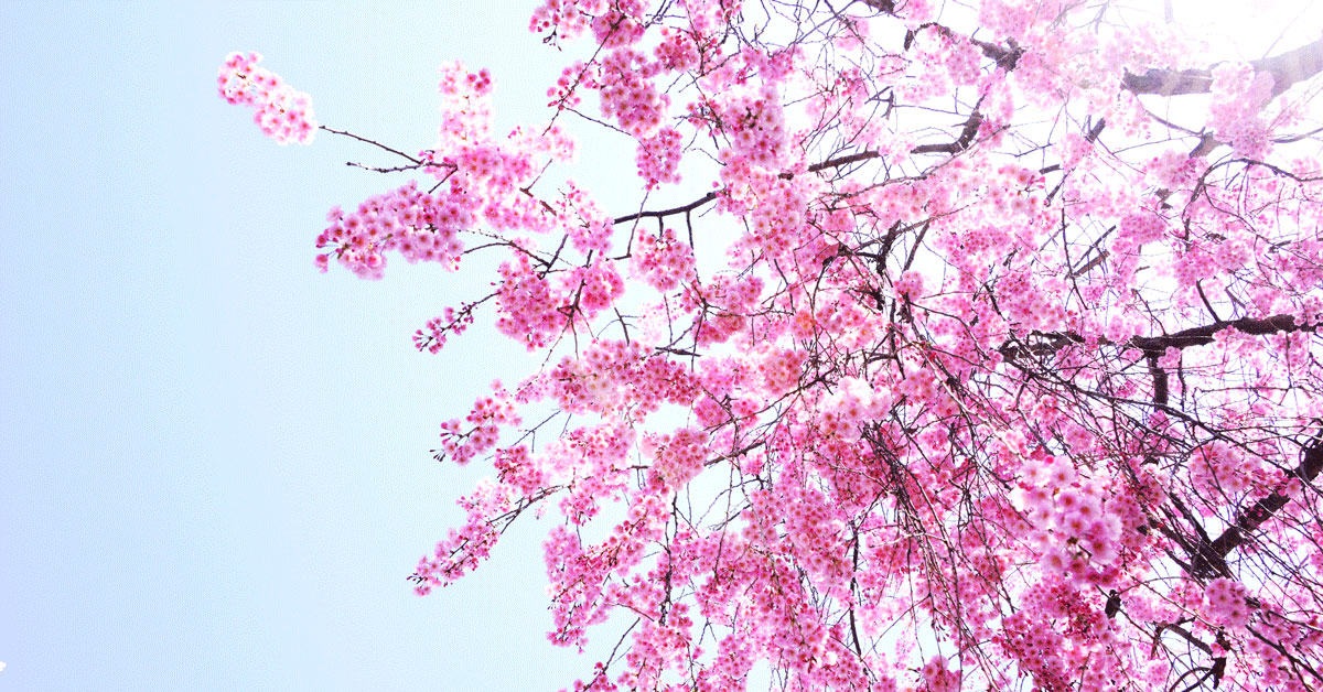 城端しだれ桜祭り