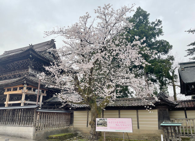 富山県南砺市城端別院善徳寺の糸桜