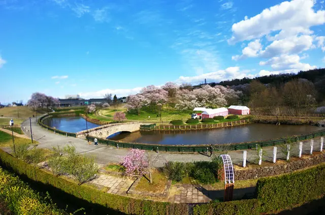 呉羽山公園 都市緑化植物園 桜 菜の花などがキレイ 駐車場やバス情報 富山暮らし