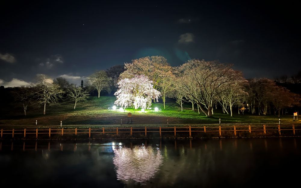 呉羽山公園都市緑化植物園の新種の桜「クレハオトメシダレ」の夜桜ライトアップ
