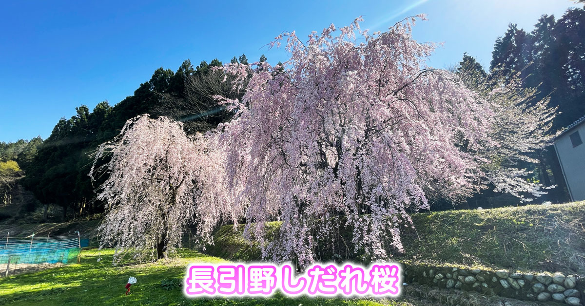 【魚津のしだれ桜】長引野の桜がキレイすぎる【場所や駐車場】