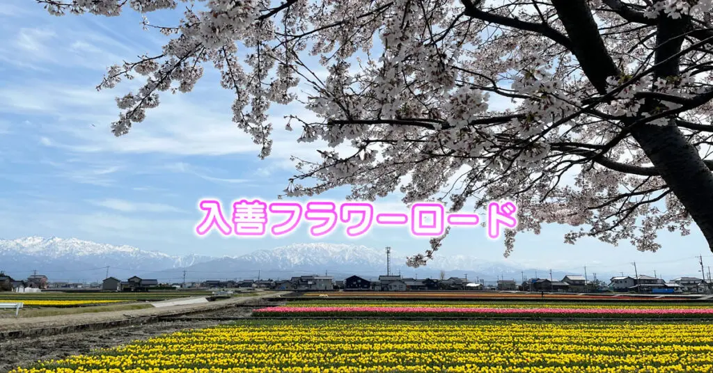 【入善フラワーロード】行って写真撮ってきた【駐車場情報】